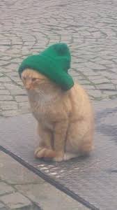 Kedi Ozel Harekat Kediler Ve Yavrulari Cute Kittens Hayvan Mizahi