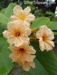 Image result for Cordia