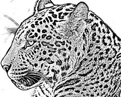 Giaguaro da colorare e stampare. Disegno Da Colorare Di Un Giaguaro