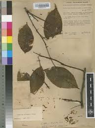 Image result for Ritchiea