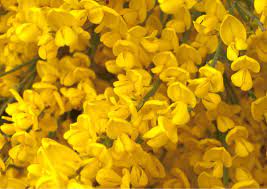 Cytisus Planting Pruning And Care For The Various Species Of The Family
