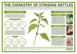 In manufacturing, stinging nettle extract is used as an ingredient in hair and skin products. The Chemistry Of Stinging Nettles Compound Interest