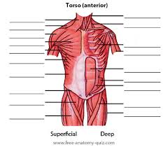 Anatomy illustration (muscles of the human torso) mixed media on bristol. Free Anatomy Quiz The Muscles Of The Torso Anterior Image
