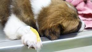 Canine parvovirus (also referred to as cpv, cpv2, or parvo) is a contagious virus mainly affecting dogs. Staupe Beim Hund Symptome Behandlung Tiergesund De