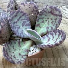 Image result for Kalanchoe marmorata