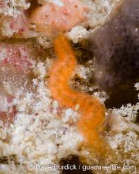 Image result for Polychaeta spp.