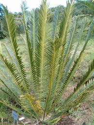 Image result for Encephalartos lebomboensis