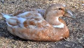 What breed of duck lays the most eggs?