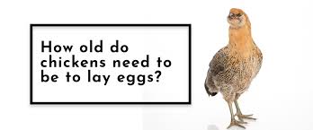 Heavy layers will tend to stop laying much earlier while lower producers can continue to lay sporadically for many years after peak production. Ready For Eggs What Is The Chicken Laying Age Small Pet Select
