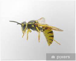 Geithams (vespa crabro) eller europeisk geithams er en art i familien stikkeveps og tilhører en slekt med ganske store veps. Poster Geting Pixers Vi Lever For Forandring