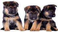 We did not find results for: Beagle Puppy For Sale Bangalorepups