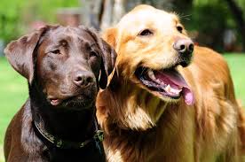 Labrador Retriever Bakimi Ve O Patiliyo Com