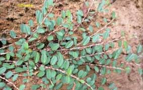 Image result for Alysicarpus