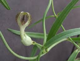 Image result for Ceropegia crassifolia