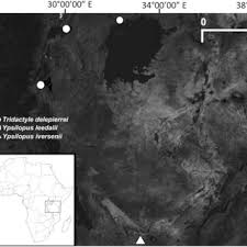 Image result for Diaphananthe lebelii