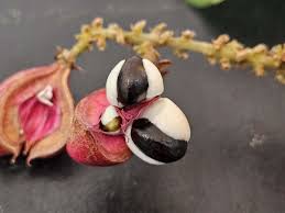 Image result for Paullinia pinnata