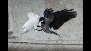 Birds attack white peace doves released ...