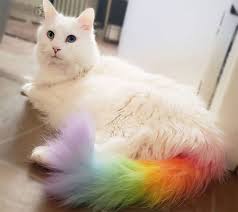 Opawz Semi Permanent Dye Pet Paradise Cute Cats Cats And Kittens