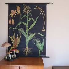 Details About Vintage Corn School Chart Jung Koch Quentell Botanical Linen Backed Poster Maize