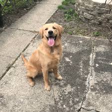 Find golden retriever puppies and dogs for adoption today! Adopt A Golden Retriever Near Chicago Il Get Your Pet