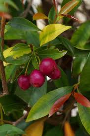 Image result for Eugenia