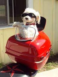 How Cute Is This Custom Motorcycle And Scooter Pet Carrier 425 00 Via Etsy Vespa Accessories Motorcycles And Scooter Vespa