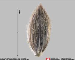 Image result for Digitaria compressa