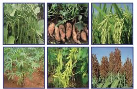 Disebut juga mungbean, green gram atau golden gram (somaatmadja, 1993 dalam. Pengolahan Bahan Pangan Serealia Umbi Dan Kacang Kacangan Menjadi Makanan Atau Minuman Part 1 Prakarya Kelas Viii 1 Berkesenian