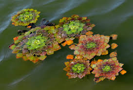 Image result for Trapa natans