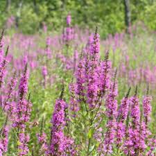 Image result for Salacia luebbertii