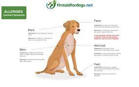Allergies In Dogs What To Look Out For And How To Help