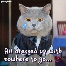 We did not find results for: Aaron S Animals Aaronsanimals Instagram Photos And Videos