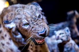 Maybe you would like to learn more about one of these? This Saber Toothed Cat Mingled With Modern Humans