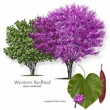 Pin By Cathy Haas On Flowering Trees Redbud Tree Shrubs Landscaping Trees