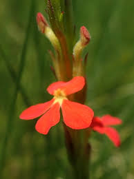 Image result for Striga asiatica