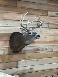 Profile for Yankee's Taxidermy