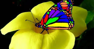 Resultado de imagem para BUTTERFLIES