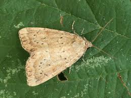 Image result for Photedes minima