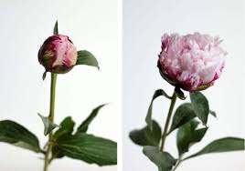 Pfingstrosen müssen hin und wieder geschnitten werden. Pfingstrosen Gehen Nicht Auf Was Tun Wenn Die Blute Knospig Bleibt Blumigo
