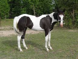 Black And White Paint Horses For Sale In Texas Pin On Horses