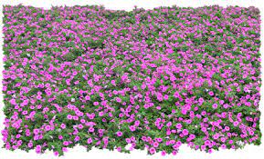 Gify Animacja Obrazki Png Zielono I Wiosennie Tree Photoshop Ground Cover Plants Trees To Plant