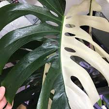 Thegaelle56 Thegaelle56 Photos Et Videos Instagram Variegated Plants Plants Pretty Plants