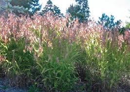 Image result for Chasmanthium latifolium