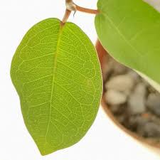 Image result for Ficus burkei