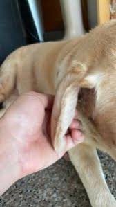 Image result for abscess dog's ear flap