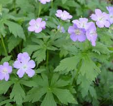 (unsuitable for crop desiccation) control of annual weeds and. How To Get Rid Of Ground Cover Wild Geraniums In My Garden Quora