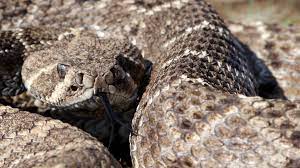 Western Diamondback Rattlesnake Lizard Reptiles Rattlesnake