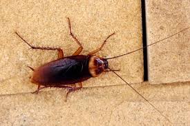 It's critical to know what you're dealing with and why you have this problem. How To Get Rid Of Cockroaches Best Way To Kill Roaches In Home