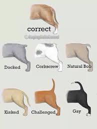 Only The Top Is The Correct Tail According To Breed