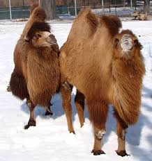 Choose an expert and meet online. Detroit Zoo On Twitter Camels Can Drink A Lot Of Water At Once So They Can Go A Long Time Without It How Much Do You Think A Camel Can Drink Triviatuesday
